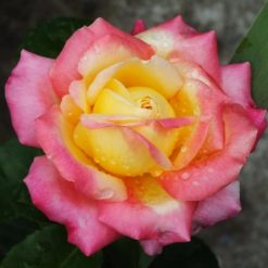 Alternative view of Black Rose Plant Live for Indoor Outdoor Planting Starter Plant, Black Rose Bush Live Plant Roses Shrub Outdoor, Fragrant Rose Flowers Tree Plant
