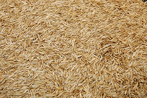 Kentucky 31 K31 Tall Fescue Grass Seed by Eretz – Choose Size! State Certified, No fillers, No Weed or Other Crop Seeds (3lbs) - Image 5