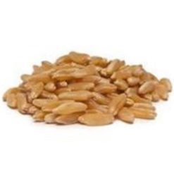Alternative view of Bulk Grains 100% Organic Kamut Berries 25 lbs