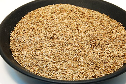 Kentucky 31 K31 Tall Fescue Grass Seed by Eretz – Choose Size! State Certified, No fillers, No Weed or Other Crop Seeds (3lbs) - Image 3
