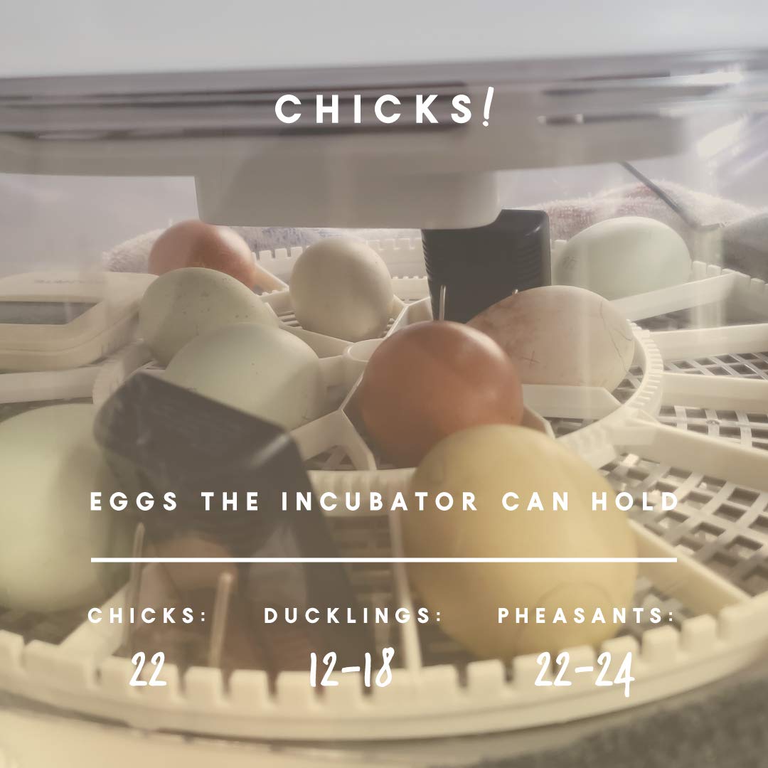 Manna Pro Harris Farms Nurture Right Incubator | Egg Incubator for Hatching Chicks | 360 Degree View - Image 2